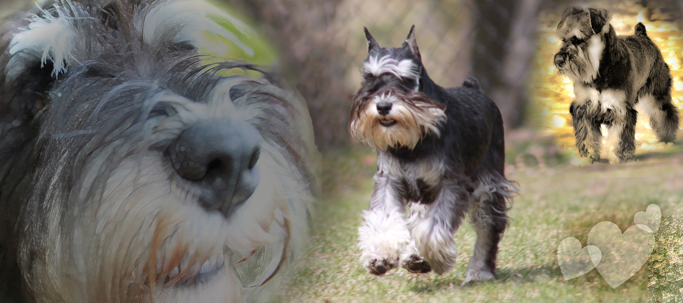 Three Miniature Schnauzers Smiling and Playing