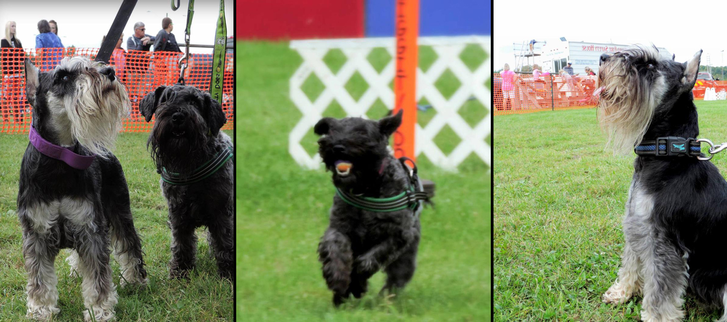 Miniature Schnauzers Demonstrating Focus and Ball Retrieve at a Public Event