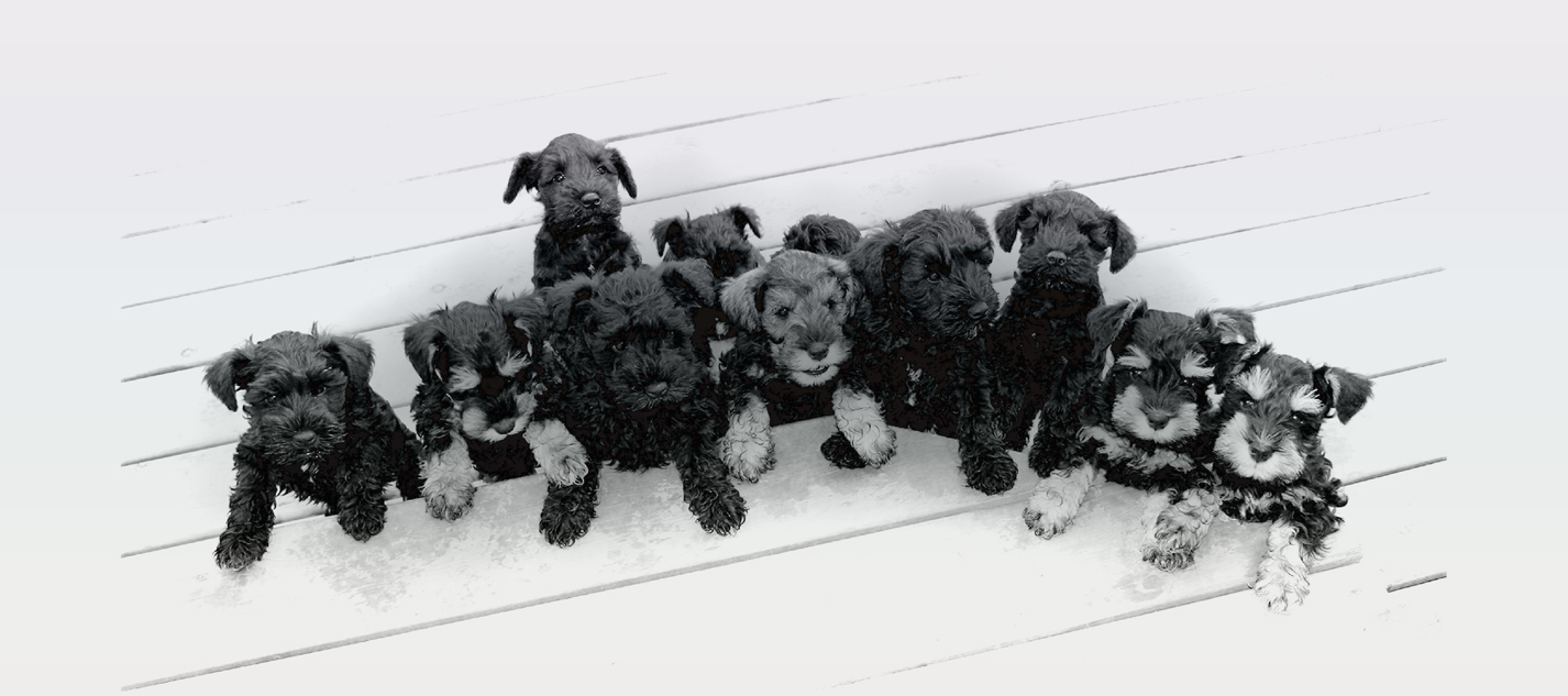Miniature Schnauzer Puppies pose Paws Up on Step
