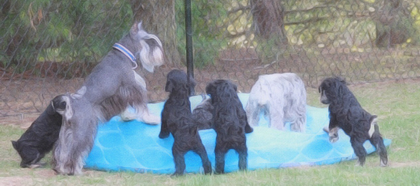 Miniature Schnauzer Puppies Learning to play with a ball in an upside down pool