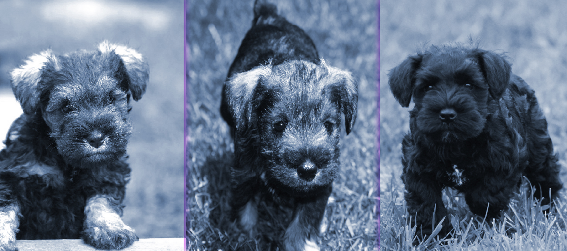 Miniature Schnauzer Puppies Posing for the Camera