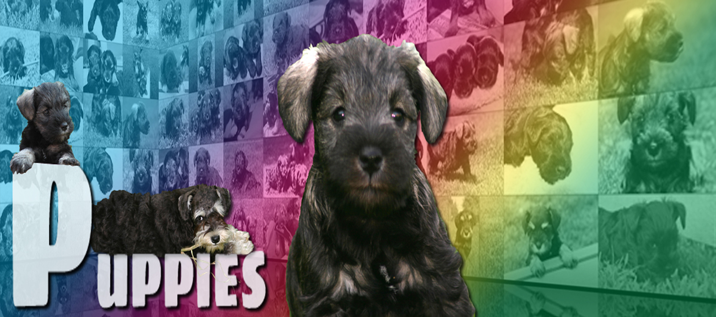 Miniature Schnauzer Puppies Posing for the camera, Two Paws Up, Laying down and Eye Focus