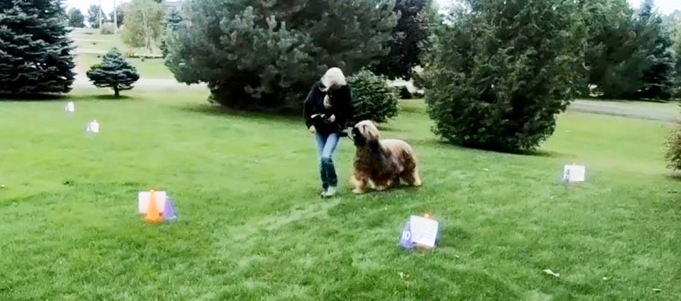 Briard Dog, Brixs Practicing Rally and Obedience skills