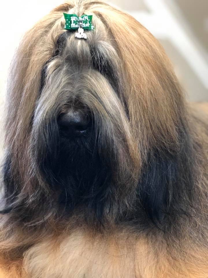 Briard Dog, Brixs long hair and a bow in his head to help him see