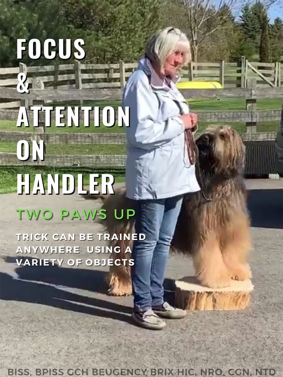 Briard-Novice Trick Dog demonstrating Paws Up on an object