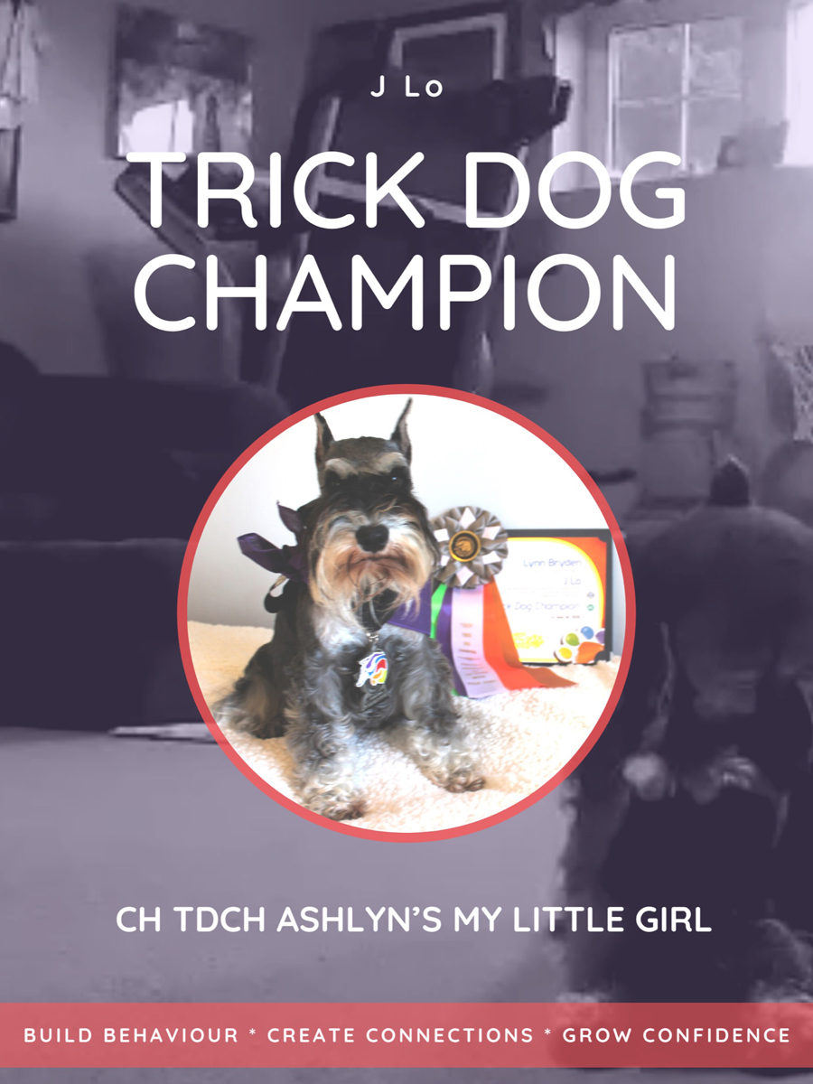 Miniature Schnauzer-Trick Dog Champion